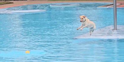 Nach Saisonende öffnete die Wittenbacher Badi noch einmal exklusiv für die Vierbeiner.