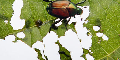 Die im Naturschutzgebiet Sägel beim Lauerzersee SZ gefundenen Japankäfer, hier ein Beispiel aus dem Ausland, sollen durch Fadenwürmer bekämpft werden. (Archivbild)