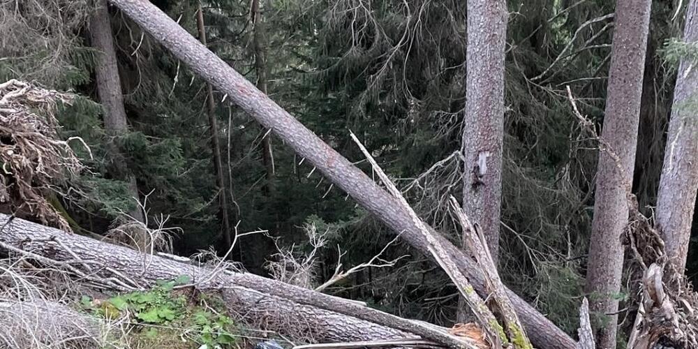 Die beiden Forstarbeiter in Langwies konnten vom Quad springen, bevor es sich einen steilen Abhang hinab überschlug.