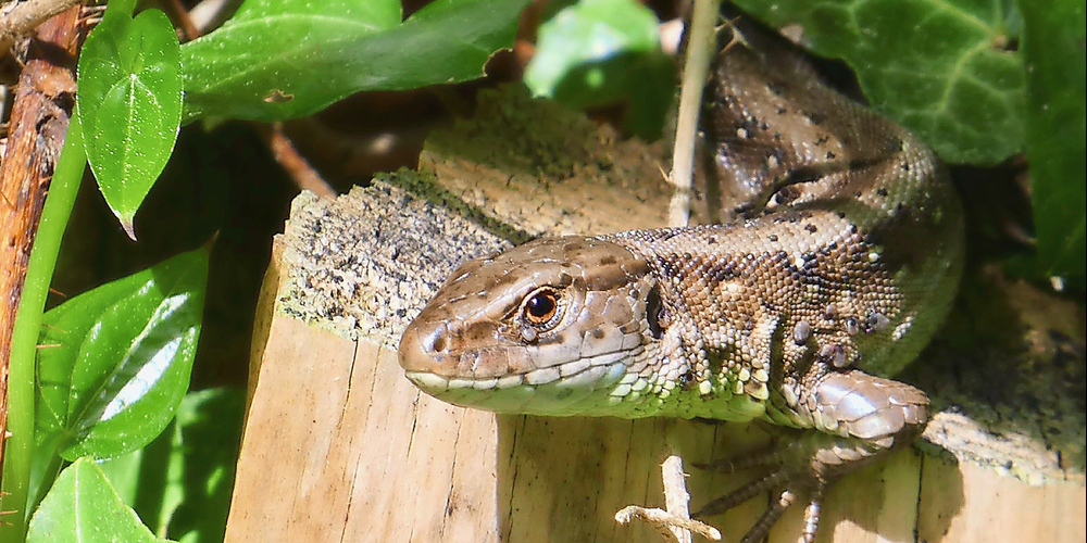 Die prächtige Zauneidechse steht am Wildnistag im Sihlwald im Zentrum.