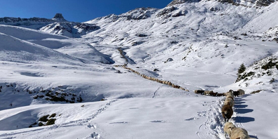Bahnen sich ihren Weg durch den Schnee: Die Tiere der Alp Fursch.