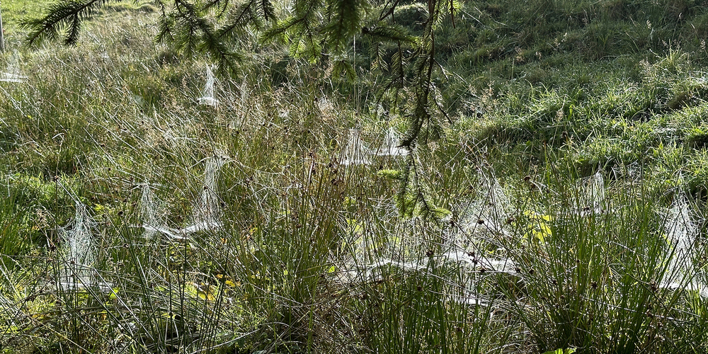 Trichternetze auf der Sattelegg. Im Bereich des Übergangs vom Trichter zur Röhre lauert die Spinne ihrer Beute auf.