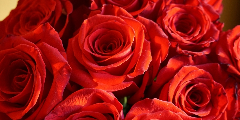 Erfahren Sie, worauf Sie beim Kauf von roten Rosen achten sollten.