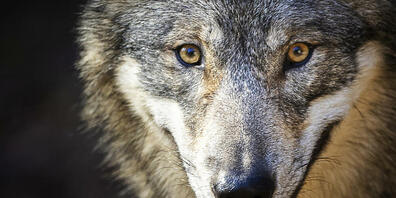 Im Kanton Uri erlegte die Wildhut Ende Juni einen erstmals in der Schweiz nachgewiesenen Wolf. (Archivbild)