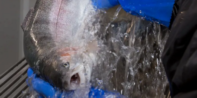 Die Swiss Lachs AG spezialisiert sich auf die Produktion hochwertiger Fische.