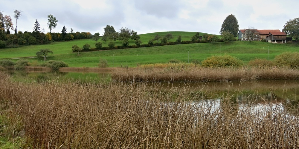 Das Girenmoos bei Flawil