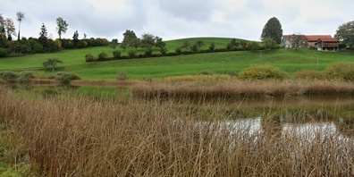 Das Girenmoos bei Flawil