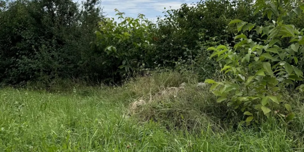 Wie steht es um die Biodiversität in der Schweiz?