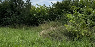 Wie steht es um die Biodiversität in der Schweiz?