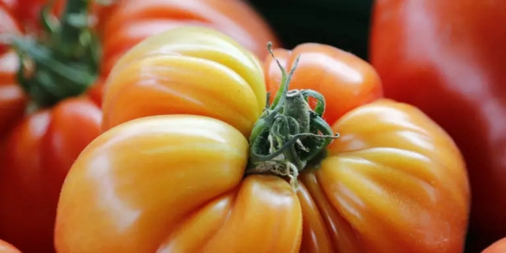 Ochsenherz-Tomaten – die Vielfalt der Tomatensorten ist beeindruckend.