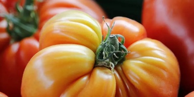 Ochsenherz-Tomaten – die Vielfalt der Tomatensorten ist beeindruckend.