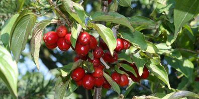 Auch aus der Kornelkirsche lassen sich Konfitüren, Sirups oder Gebäck zubereiten