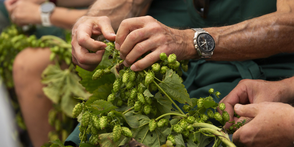 Wie in alten Zeiten wird der Hopfen am Hopfenzupfer-Fest von Hand gepflückt.