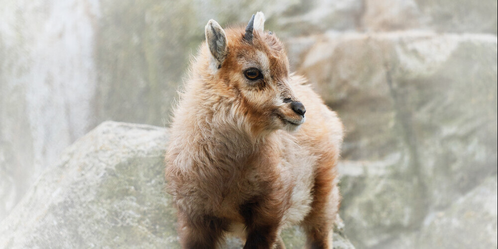 Ein fröhlicher junger Steinbock aus dem Wildpark Peter und Paul begeistert im Internet die Massen.