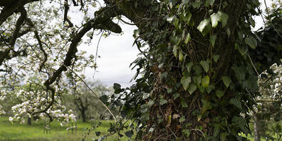 In der Stadt St. Gallen können Bäume ab dem 1. November besser geschützt werden.