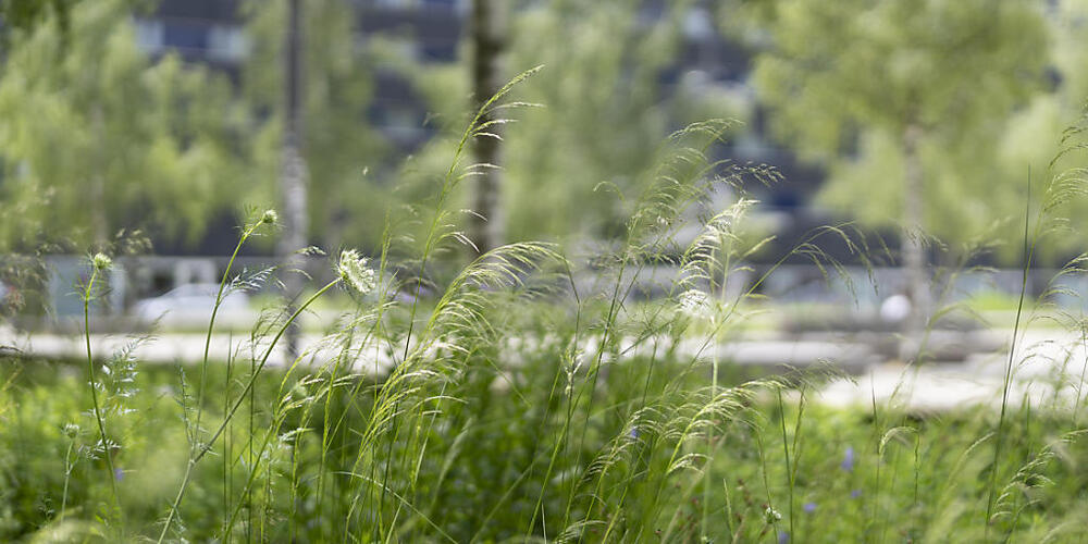 Die Stadt Zürich soll auch biodiverser werden. (Symbolbild)
