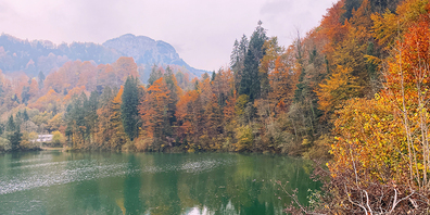 Nochmals ausgiebig durch farbige Wälder streifen (wie hier im Rempen, Vorderthal): Schon bald verblassen die Farben zunehmend.