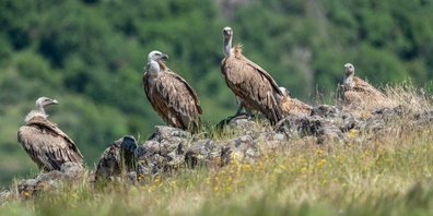 Neben dem Pleitegeier kreisen auch «Geierfonds»-Investoren ums GZO. (Symbolbild)