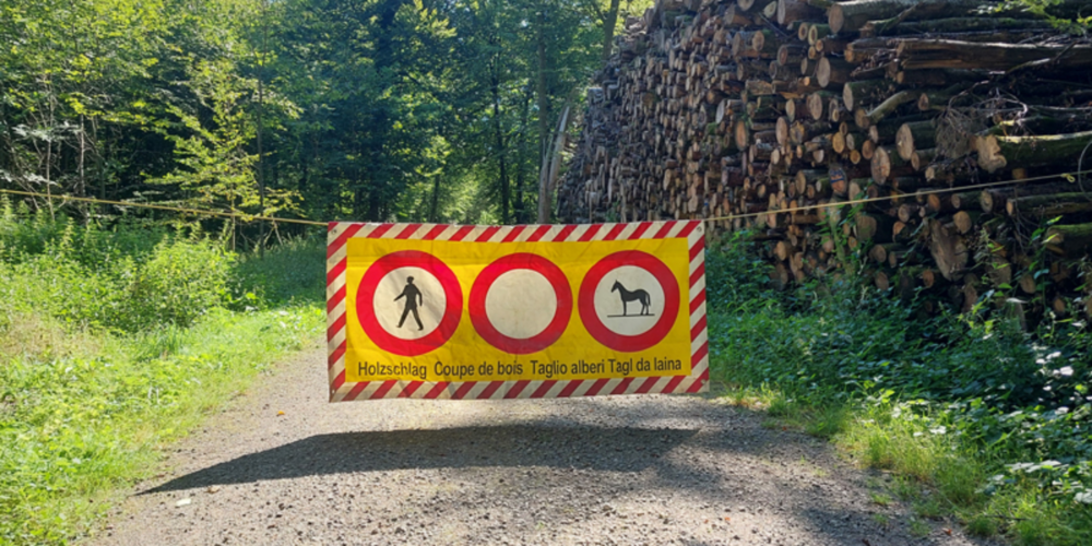 Neben dem normalen Holzschlag wird auch eine markante Esche hinter der Schlossscheune entfernt, da diese mit einer schweren Baumkrankheit infiziert ist.