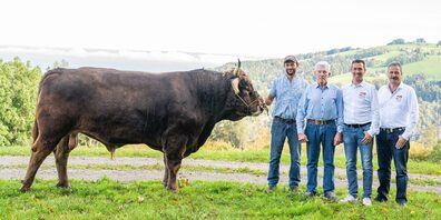 v.l.n.r.: Siegermuni «Mike» mit Züchter Walter Gschwend, Spender Edy Brüschwiler sowie Michael Götte und Thomas Eberle vom OK