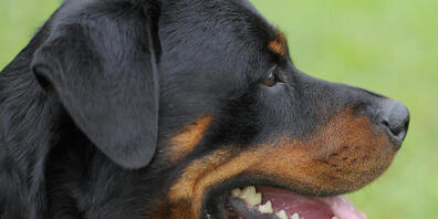 Die Zürcher Regierung soll prüfen, ob Rottweiler auch auf die Liste der gefährlichen Hunde gehören. (Symbolbild)