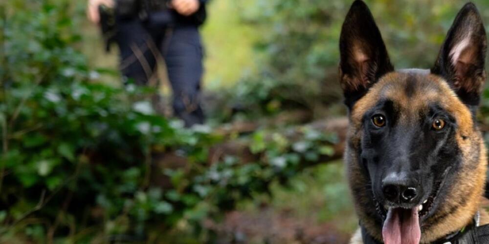 Polizeihund "Malouk" hat in der Nacht auf Montag in der Altstadt von Aarau zwei junge Einbrecher aufgespürt.