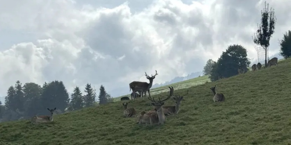Damhirsche auf einem Betrieb im Kanton Luzern.