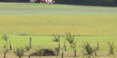 Da fühlen sich Hermelin und Wiesel wohl – die umstrukturierte Parzelle von Landwirt Christophe Meylan.