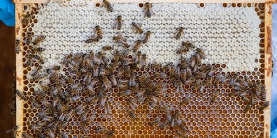 An der Umfrage von apisuisse haben 738 Schweizer und Liechtensteiner Imker/-innen mit 1101 Bienenständen teilgenommen.