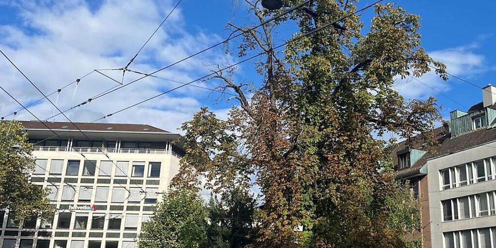 Die grosse Kastanie am Oberen Graben in St. Gallen gehört zu den Bäumen, die gefällt werden müssen.