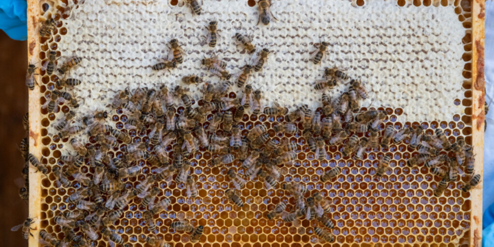 Für 1 kg Honig sind 100'000 Sammelflüge sowie eine aufwändige Verarbeitung von Blütennektar oder Honigtau durch die Bienen notwendig.