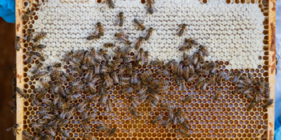 Für die Erzeugung von 1 kg Honig sind 100’000 Sammelflüge sowie eine aufwändige Verarbeitung von Blütennektar oder Honigtau durch die Bienen notwendig.