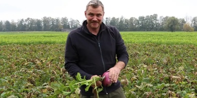 David Ramseier von der Betriebsgemeinschaft Aare-Bio auf dem Herbstrübenfeld. 