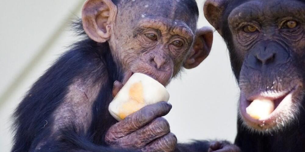 Schimpansen gehören zu den Attraktionen des Walter Zoos, der einen grösseren Ausbau plant. (Archivbild)