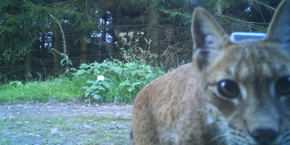 Das Luchs­weibchen Vreni beschnuppert im Thüringer Wald eine Fotofalle.