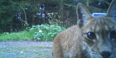Das Luchs­weibchen Vreni beschnuppert im Thüringer Wald eine Fotofalle.