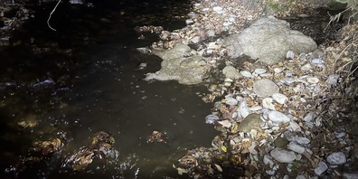 Ausgetretene Gülle tötete Fische und Kleinlebewesen im Lattenbach.