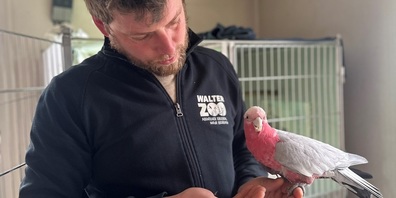 Der "falsche" Ausreisser beim Walter Zoo in Quarantäne. Nun kehrt er wieder zu seinem Besitzer zurück.