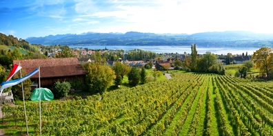 Das Weingut Bachmann bewirtschaftet Rebberge im Umfang von 10 Hektar in der Zürichsee-Gemeinde Stäfa.