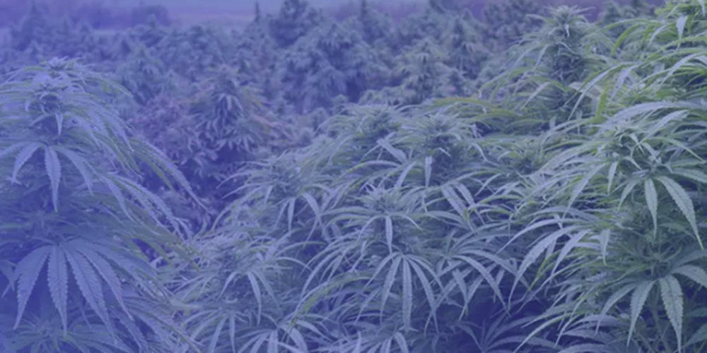 Der Verein hat im Mai mit dem legalen Verkauf von Cannabis in 34 Gemeinden des Kantons Zürich begonnen.