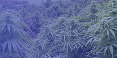 Der Verein hat im Mai mit dem legalen Verkauf von Cannabis in 34 Gemeinden des Kantons Zürich begonnen.