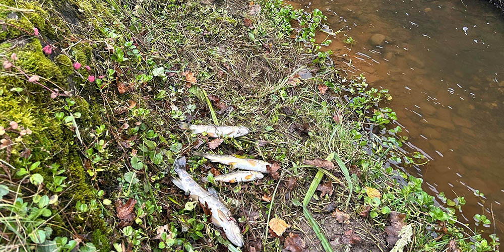 Der Fischereiaufseher stellte mehrere Dutzend tote Fische fest.