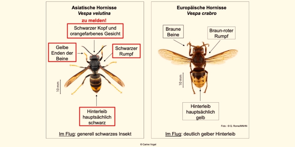 Die Asiatische und die Europäische Hornisse im Vergleich und die wesentlichen Unterschiede.