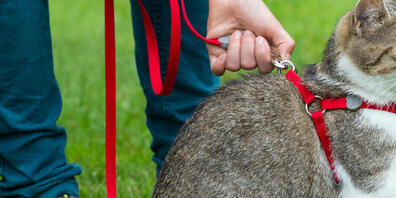 Was es nicht alles gibt: Eine Katze, die angeleint war, und ein Hund gerieten sich in die Haare oder besser ins Fell und verletzten ihre Halterinnen. (Symbolbild)