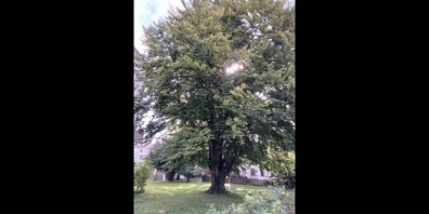 Die Eiche mit einem Stammumfang von über 3 Metern wird heute gefällt.