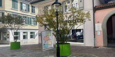 Ein kostbares Gut: Bäume sind gerade im urbanen Umfeld von grosser Bedeutung.
