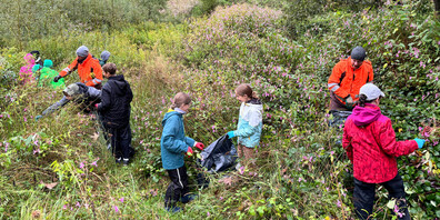 Fünft- und Sechstklässler befreien mit Lehrern und Mitarbeitern der Gemeinde das Goldachtobel von Neophyten.