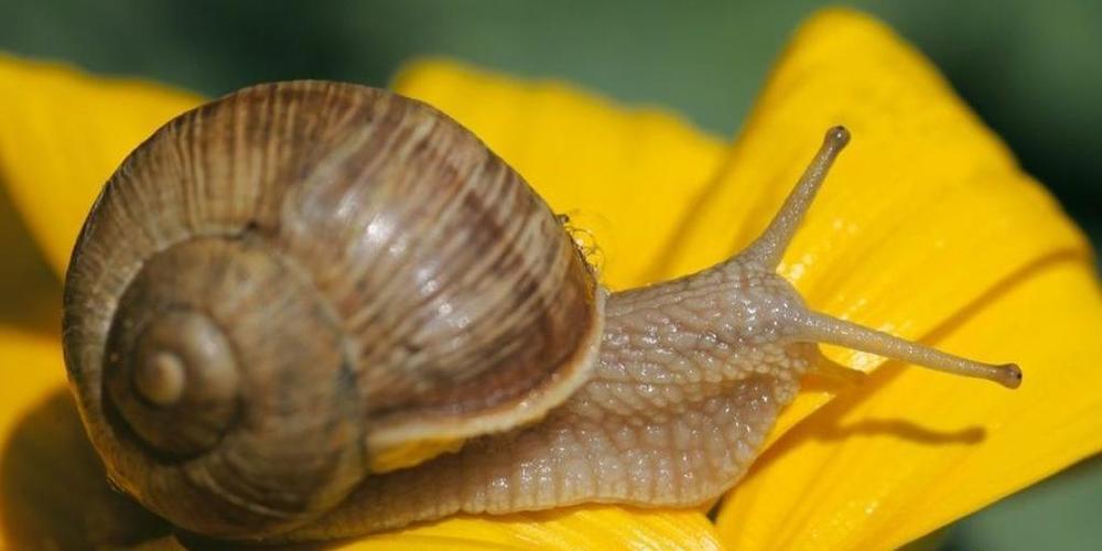 Eine Weinbergschnecke (Helix Pomatia) mit einem handelsüblichen rechtsgewundenen Häuschen. Eine "schief gewickelte" Schnecke namens Jeremy hat der Forschung nun einen wichtigen Dienst erwiesen. (Archivbild)