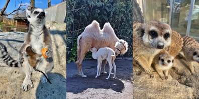 Ab Samstag 6. Juni um 9 Uhr sind die Pforten von Knies Kinderzoo wieder offen.