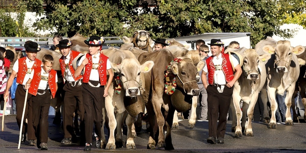 Der gemeinsame Schauabend der beiden Viehzuchtvereine findet am 5. Oktober 2024 statt. (Symbolbild)